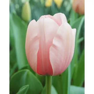 Compra TULIPÁN SALMON IMPRESSION (100 Unid.) en la tienda online Fito Agrícola