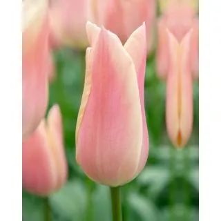 Compra TULIPÁN SANNE (100 Unid.) en la tienda online Fito Agrícola