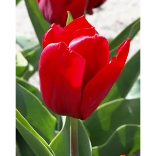 Compra TULIPÁN SEADOV (100 Unid.) en la tienda online Fito Agrícola