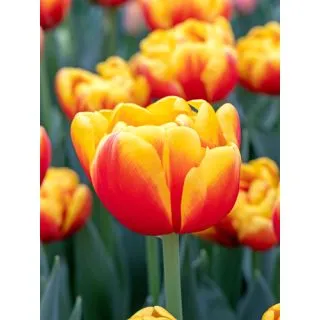 Compra TULIPÁN SHELL (100 Unid.) en la tienda online Fito Agrícola