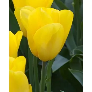 Compra TULIPÁN STRONG GOLD (100 Unid.) en la tienda online Fito Agrícola