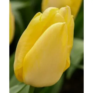 Compra TULIPÁN SUNNY PRINCE (100 Unid.) en la tienda online Fito Agrícola