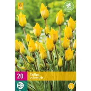 Compra TULIPÁN SYLVESTRIS XXL en la tienda online Fito Agrícola