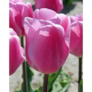 Compra TULIPÁN SYNAEDA AMOR (100 Unid.) en la tienda online Fito Agrícola