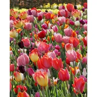 Compra TULIPÁN TRIUMPH MIX (100 Unid.) en la tienda online Fito Agrícola