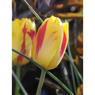 Compra TULIPÁN WASHINGTON (100 Unid.) en la tienda online Fito Agrícola