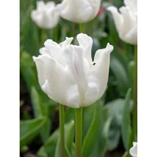 Compra TULIPÁN WHITE LIBERSTAR (100 Unid.) en la tienda online Fito Agrícola