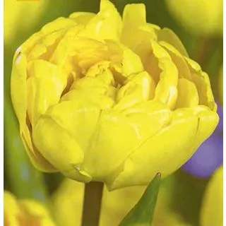 Compra TULIPÁN YELLOW POMPENETTE (100 Unid.). en la tienda online Fito Agrícola