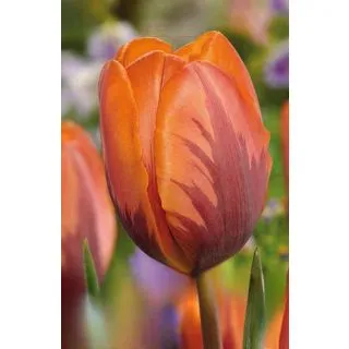 Compra TULIPÁN PRINCESS IRENE (100 Unid.) en la tienda online Fito Agrícola