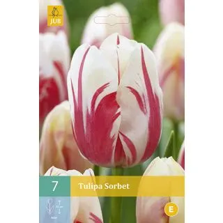 Compra TULIPÁN SORBET en la tienda online Fito Agrícola