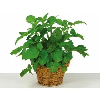 Compra VALERIANA PLANTEL DESARROLLADO (28 Plantas) en la tienda online Fito Agrícola