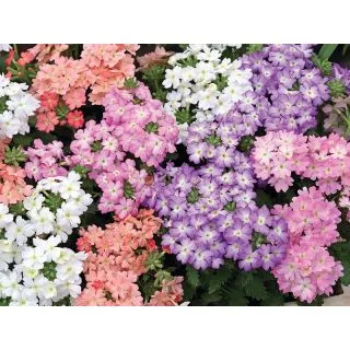 Compra VERBENA TUSCANY PASTEL MIX (1.000 Semillas) en la tienda online Fito Agrícola