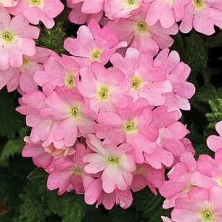 Compra VERBENA TUSCANY PINK PICOTEE (1.000 Semillas) en la tienda online Fito Agrícola