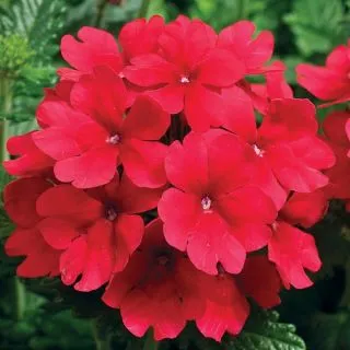 Compra VERBENA TUSCANY SCARLET (1.000 Semillas) en la tienda online Fito Agrícola