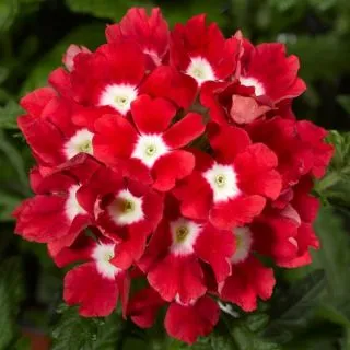 Compra VERBENA TUSCANY SCARLET WITH EYE (1.000 Semillas) en la tienda online Fito Agrícola