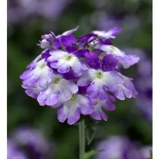 Compra VERBENA TUSCANY TWISTER PURPLE SHADES (1.000 Semillas) en la tienda online Fito Agrícola