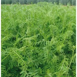 Compra VEZA VILLOSA VILLANA R1 Sin Tratar (25 Kgr.) en la tienda online Fito Agrícola