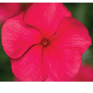 Compra VINCA CORA CASCADE CHERRY IMPROVED (1000 Semillas). en la tienda online Fito Agrícola