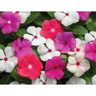 Compra VINCA CORA CASCADE MIXT (240 Plantas). en la tienda online Fito Agrícola