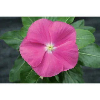 Compra VINCA CORA XDR PINK DARK EYE (1000 Semillas). en la tienda online Fito Agrícola