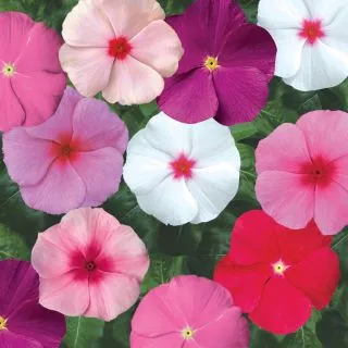 Compra VINCA SUNSTORM TROPICAL MIX (1000 Semillas). en la tienda online Fito Agrícola