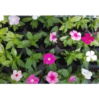 Compra VINCAS CORA MEZCLA PLANTEL DESARROLLADO (28 Plantas) en la tienda online Fito Agrícola