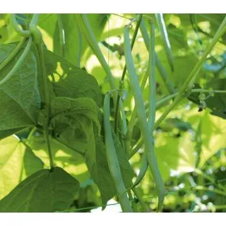 Compra JUDÍA VINE (1.000 Semillas) en la tienda online Fito Agrícola