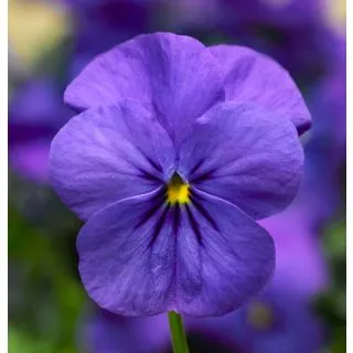 Compra VIOLA CORNUTA DELTINI BLUE (1.000 Semillas) en la tienda online Fito Agrícola