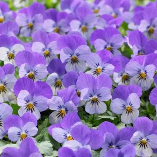 Compra VIOLA CORNUTA ENDURIO® LAVENDER (1000 Semillas). en la tienda online Fito Agrícola