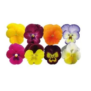 Compra VIOLA CORNUTA GRANDISSIMO F1 MIX (1000 Semillas). en la tienda online Fito Agrícola