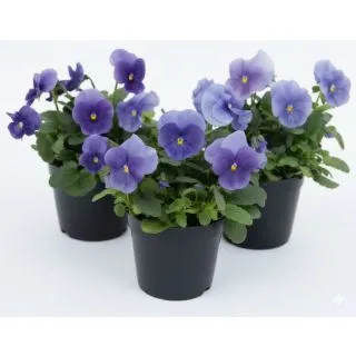 Compra VIOLA CORNUTA GRANDISSIMO TRUE BLUE (240 Plantas). en la tienda online Fito Agrícola