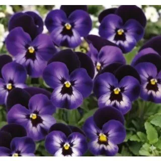 Compra VIOLA CORNUTA PENNY DENIM JUMP UP (240 Plantas). en la tienda online Fito Agrícola