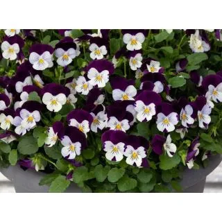Compra VIOLA CORNUTA PENNY WHITE JUMP UP (240 Plantas). en la tienda online Fito Agrícola