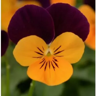 Compra VIOLA CORNUTA SORBET ORANGE JUMP UP (240 Plantas). en la tienda online Fito Agrícola
