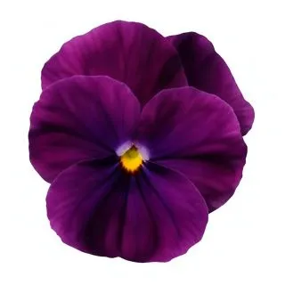 Compra VIOLA CORNUTA SORBET PURPLE (240 Plantas). en la tienda online Fito Agrícola