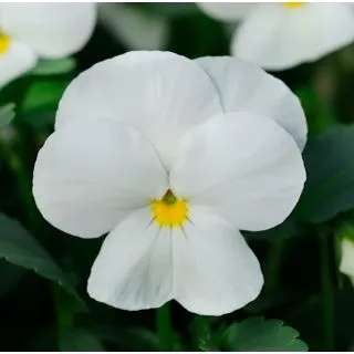 Compra VIOLA CORNUTA SORBET WHITE (240 Plantas). en la tienda online Fito Agrícola