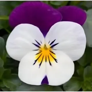 Compra VIOLA CORNUTA SORBET XP WHITE JUMP UP (240 Plantas). en la tienda online Fito Agrícola