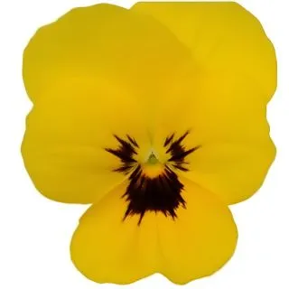 Compra VIOLA CORNUTA SORBET YELLOW WITH BLOTCH (240 Plantas). en la tienda online Fito Agrícola