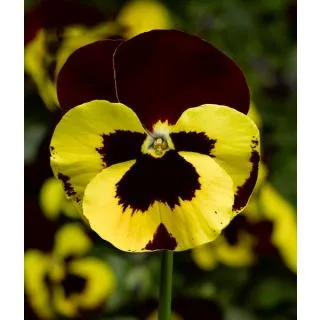 Compra VIOLA DELTA® PRO RED WITH BLOTCH IMPROVED (1.000 Semillas) en la tienda online Fito Agrícola