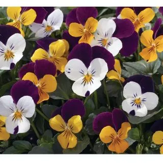 Compra VIOLA CORNUTA PENNY JUMP UP MIX (240 Plantas). en la tienda online Fito Agrícola