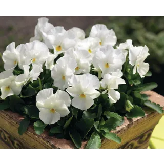 Compra VIOLA CORNUTA PENNY WHITE (240 Plantas). en la tienda online Fito Agrícola