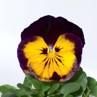 Compra VIOLA SELECT MIDNIGHT SUN (1.000 Semillas) en la tienda online Fito Agrícola