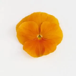 Compra VIOLA SELECT ORANGE (1.000 Semillas) en la tienda online Fito Agrícola