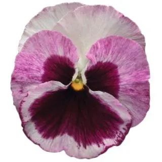 Compra VIOLA SELECT STRAWBERRY CREAM (1.000 Semillas) en la tienda online Fito Agrícola