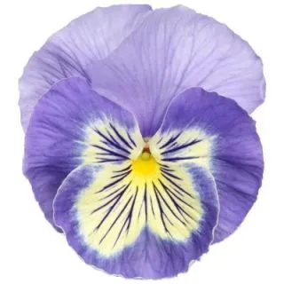 Compra VIOLA SELECT VANILLA SKY (1.000 Semillas) en la tienda online Fito Agrícola