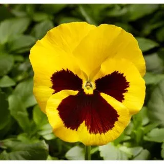 Compra VIOLA SELECT YELLOW WITH BLOTCH (1.000 Semillas) en la tienda online Fito Agrícola