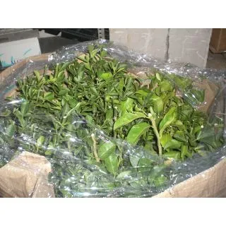 Compra CITRANGE C-35 - 1,2 L. en la tienda online Fito Agrícola