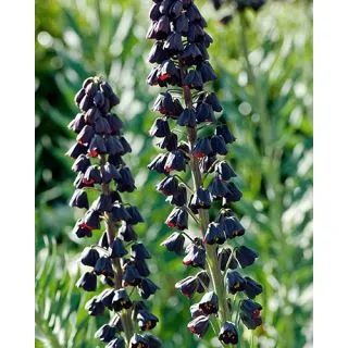 Compra FRITILLARIA PERSICA en la tienda online Fito Agrícola