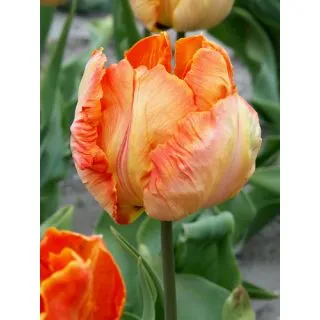 Compra TULIPÁN PARROT KING (100 Unid.) en la tienda online Fito Agrícola