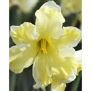 Compra NARCISOS BELCANTO (100 Unid.). en la tienda online Fito Agrícola
